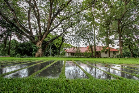 Native and existing vegetation integrated into the landscape design of the Temple of Consciousness campus at Aliyar.